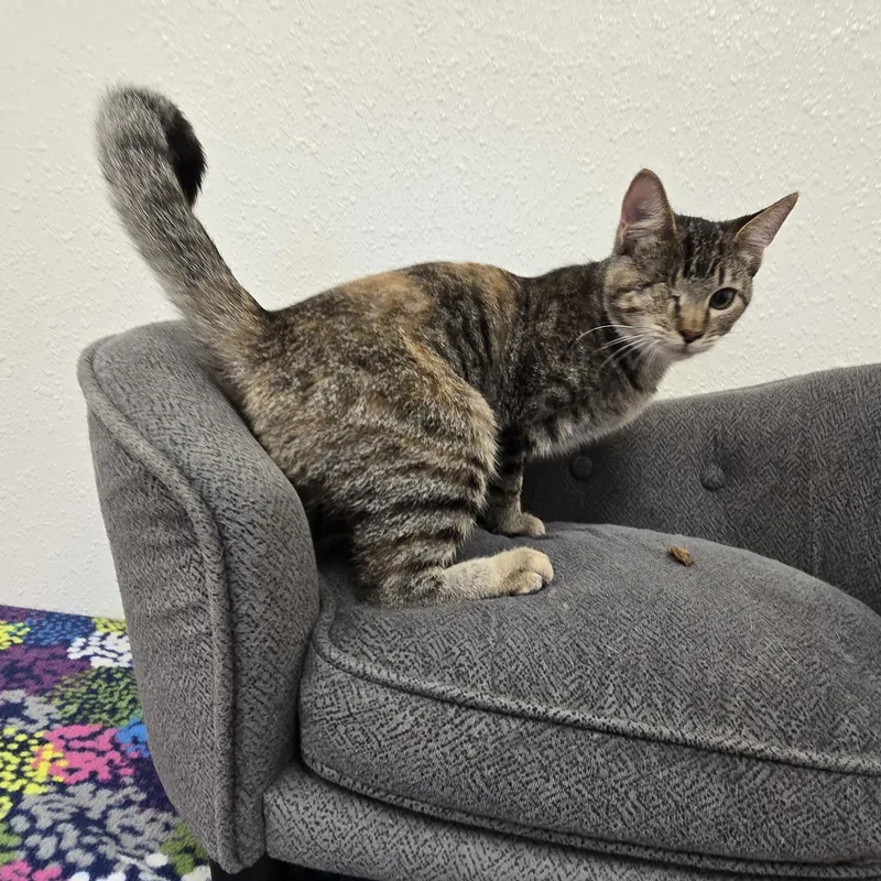 A baby medium-sized female Domestic Short Hair cat named Boo Boo for adoption in Red Wing, MN