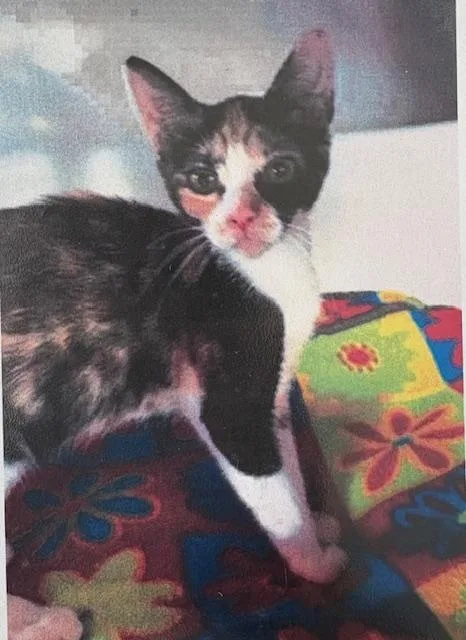 An adult medium-sized female Calico Calico cat named Rose for adoption in Porter, TX