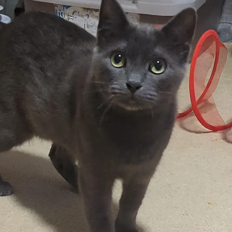 An adult medium-sized female Gray / Blue / Silver Domestic Short Hair cat named Ash for adoption in West Jefferson, OH