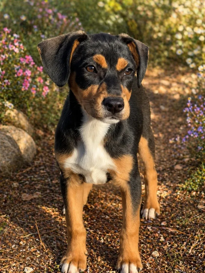 A baby medium-sized female Labrador Retriever dog named Blossom for adoption in San Diego, CA