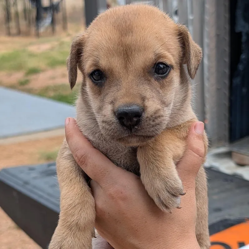 A baby medium-sized male Husky dog named Bug for adoption in Fredericksburg, TX