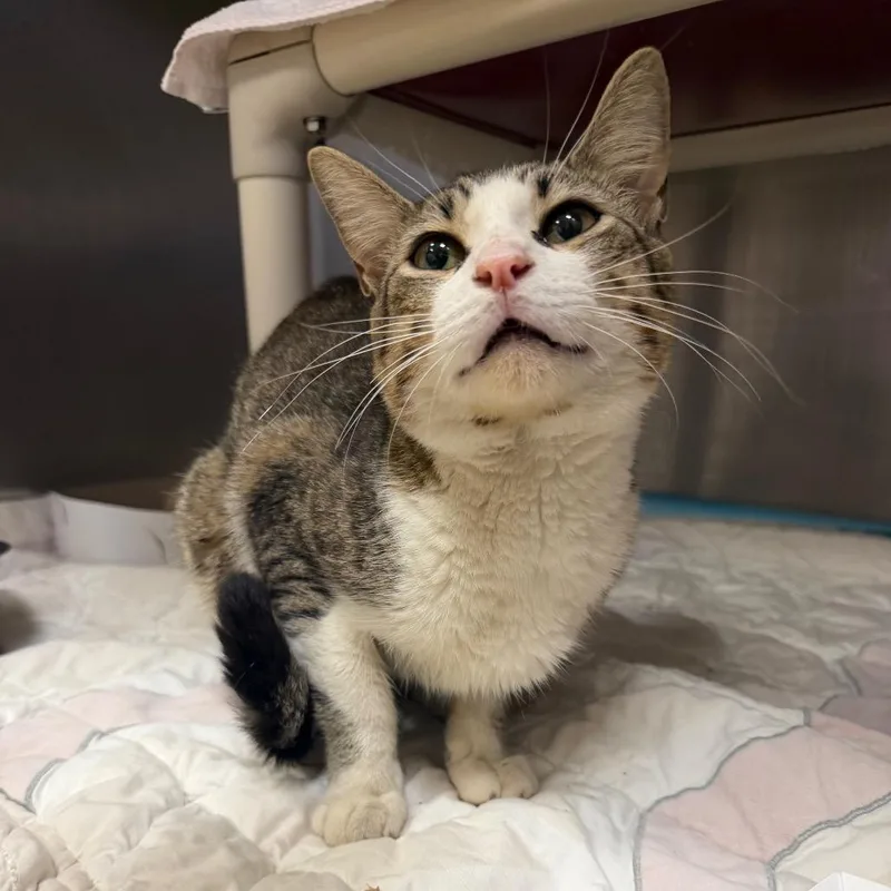 An adult small-sized male Brown / Chocolate Domestic Short Hair cat named MONTStray for adoption in Perkiomenville, PA