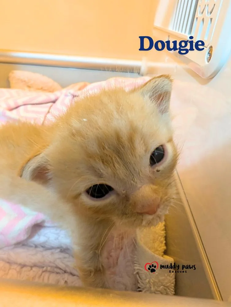 A baby small-sized male Domestic Short Hair cat named Soap Stars:  Dougie for adoption in Council Bluffs, IA