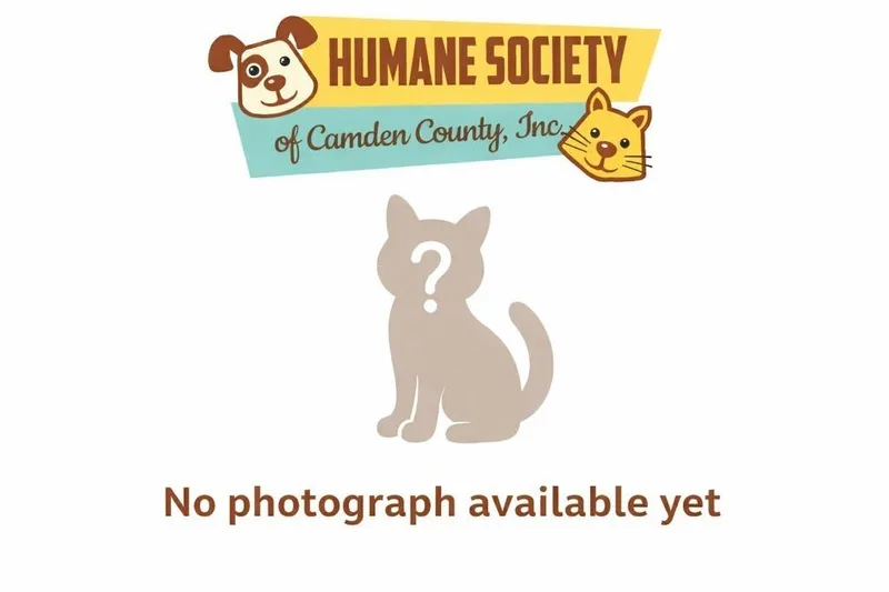 A young medium-sized male Domestic Short Hair cat named Gizmo for adoption in Kingsland, GA