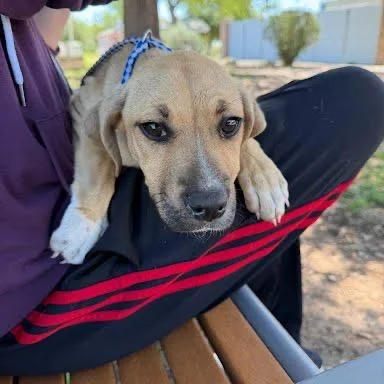 A baby medium-sized male Mixed Breed dog named Basketball Brianna for adoption in Austin, TX