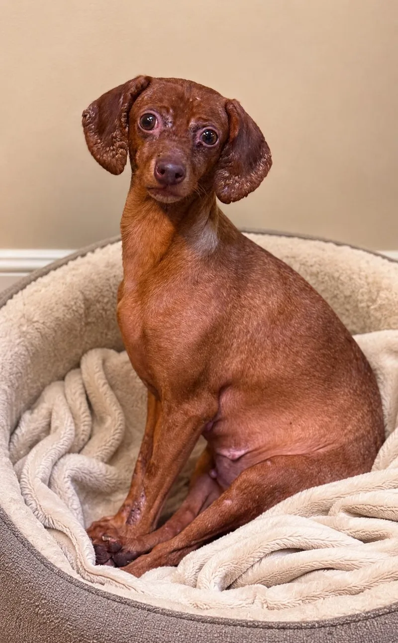 An adult small-sized female Red / Chestnut / Orange Dachshund dog named Star for adoption in Boca Raton, FL