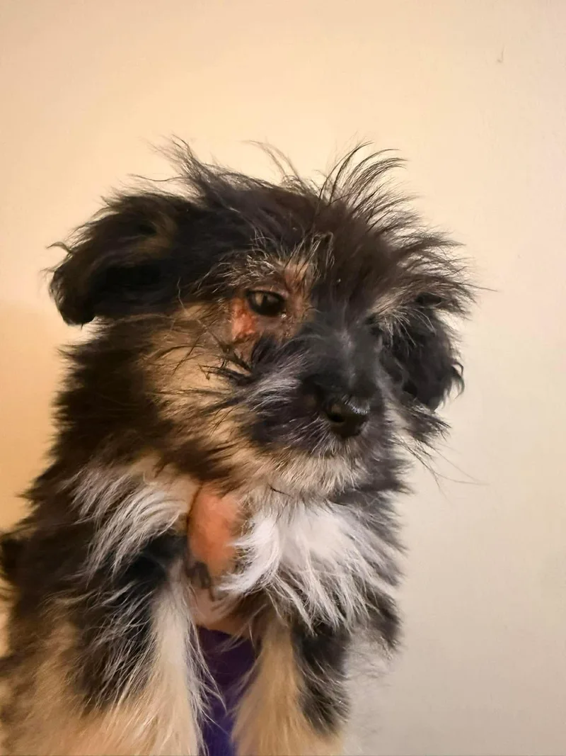 A baby small-sized female Tricolor (Brown, Black, & White) Morkie dog named Jellybean for adoption in Lafayette, CA