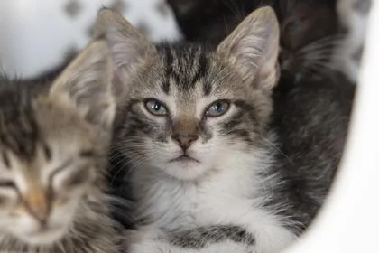 A young small-sized male Domestic Short Hair cat named B Matthew for adoption in North Charleston, SC