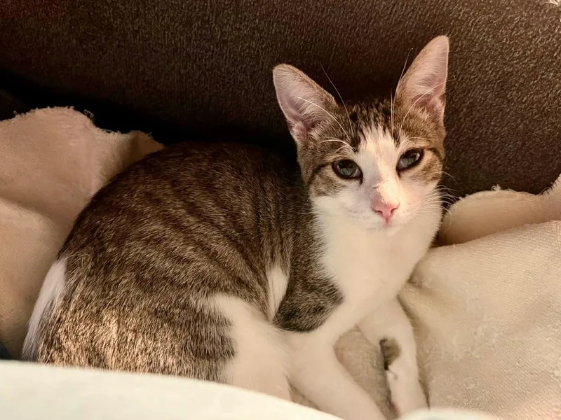 A baby small-sized female White Domestic Short Hair cat named Oil for adoption in Shawnee, OK