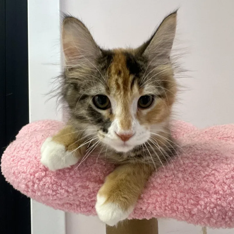 A baby small-sized female Domestic Medium Hair cat named Maeva for adoption in Forest Park, IL