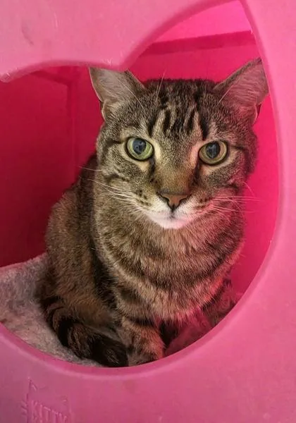 A senior large-sized male Domestic Short Hair cat named Merlin for adoption in New Hope, PA