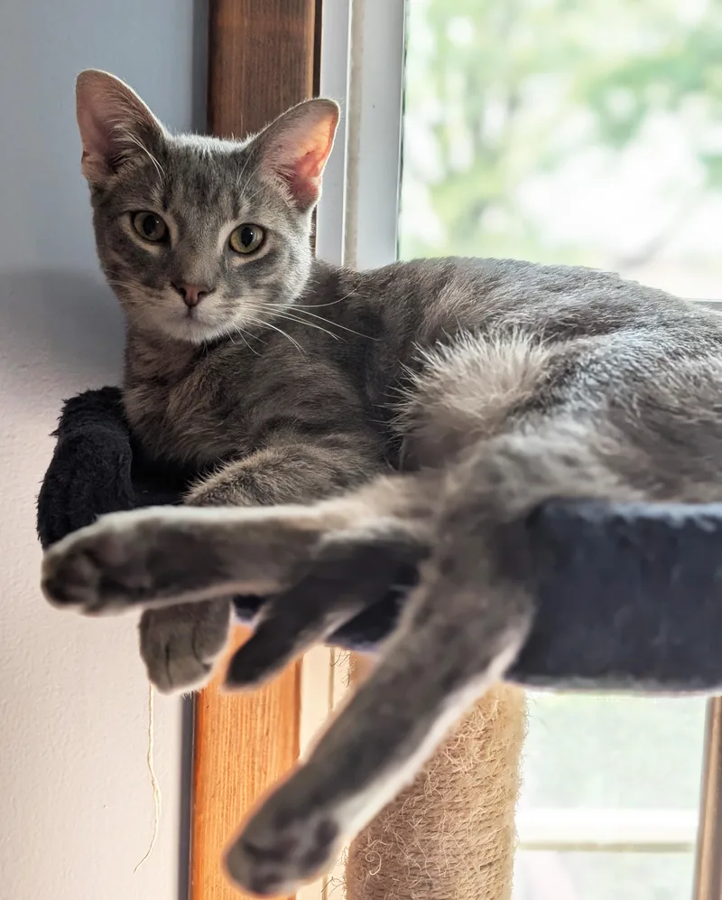 A young medium-sized male Tabby (Gray / Blue / Silver) Domestic Short Hair cat named Nero for adoption in Manhattan, KS