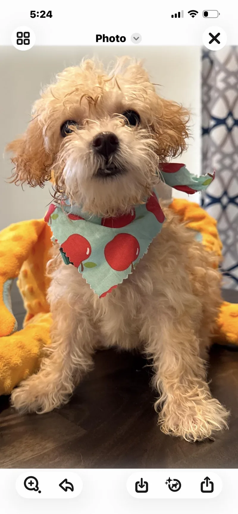 A baby small-sized female Miniature Poodle dog named Daphne for adoption in Windsor, CO
