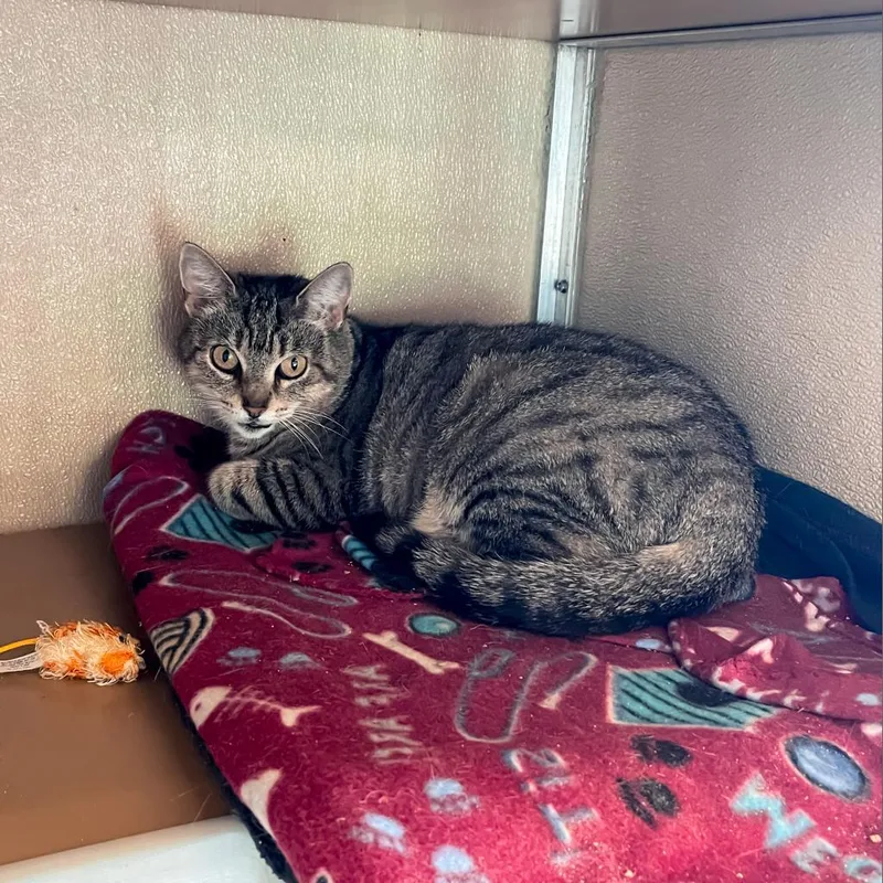 A senior medium-sized female Brown / Chocolate Domestic Short Hair cat named Lora for adoption in Wilmington, DE