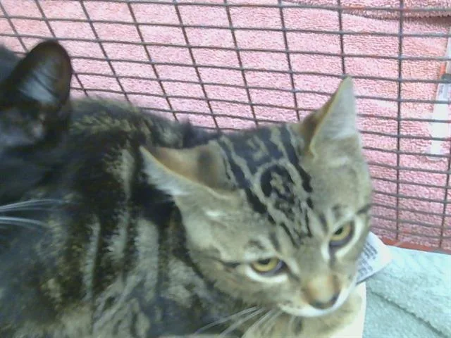 A baby small-sized male Domestic Short Hair cat named Randolph for adoption in Sacramento, CA