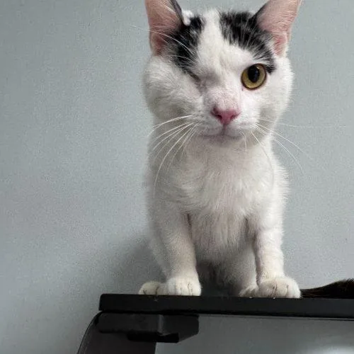 A young medium-sized male Domestic Short Hair cat named Haggard for adoption in Toms River, NJ