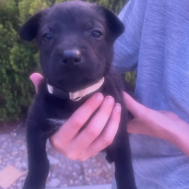 A baby medium-sized female Black Labrador Retriever dog named Alika for adoption in Escondido, CA