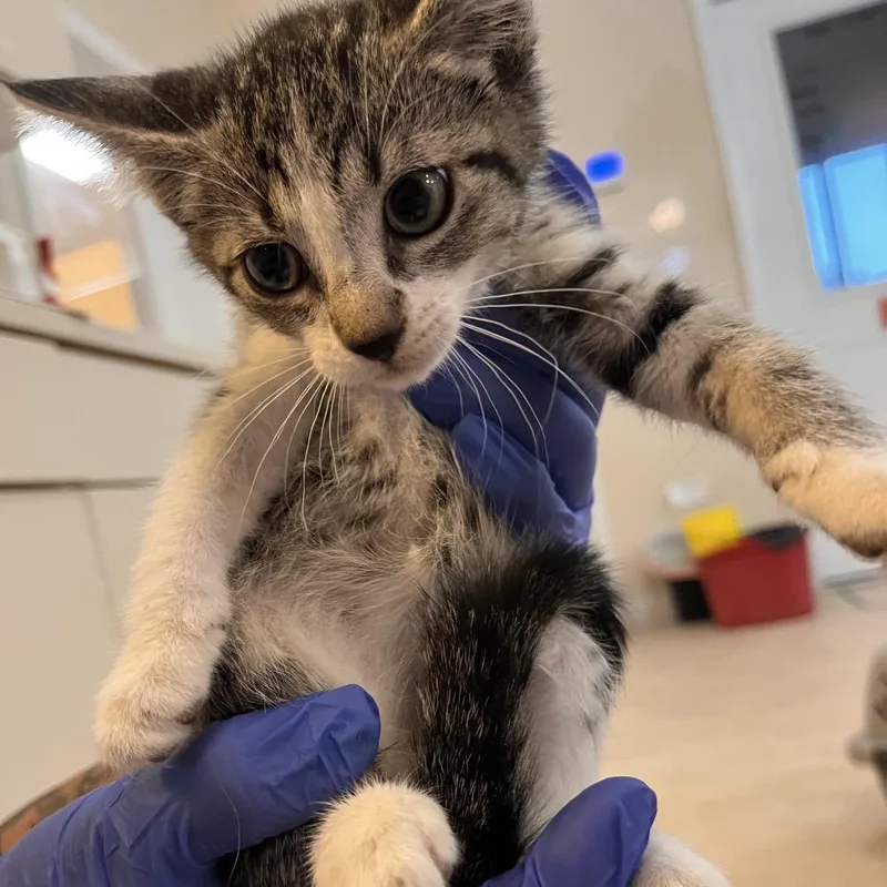 A baby small-sized female Brown / Chocolate Domestic Short Hair cat named Remedy for adoption in Kanab, UT