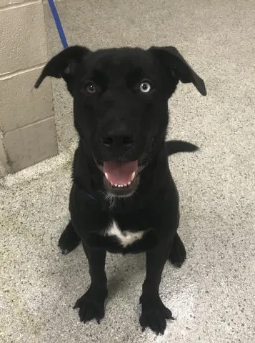 A young large-sized male Labrador Retriever dog named A for adoption in Conroe, TX