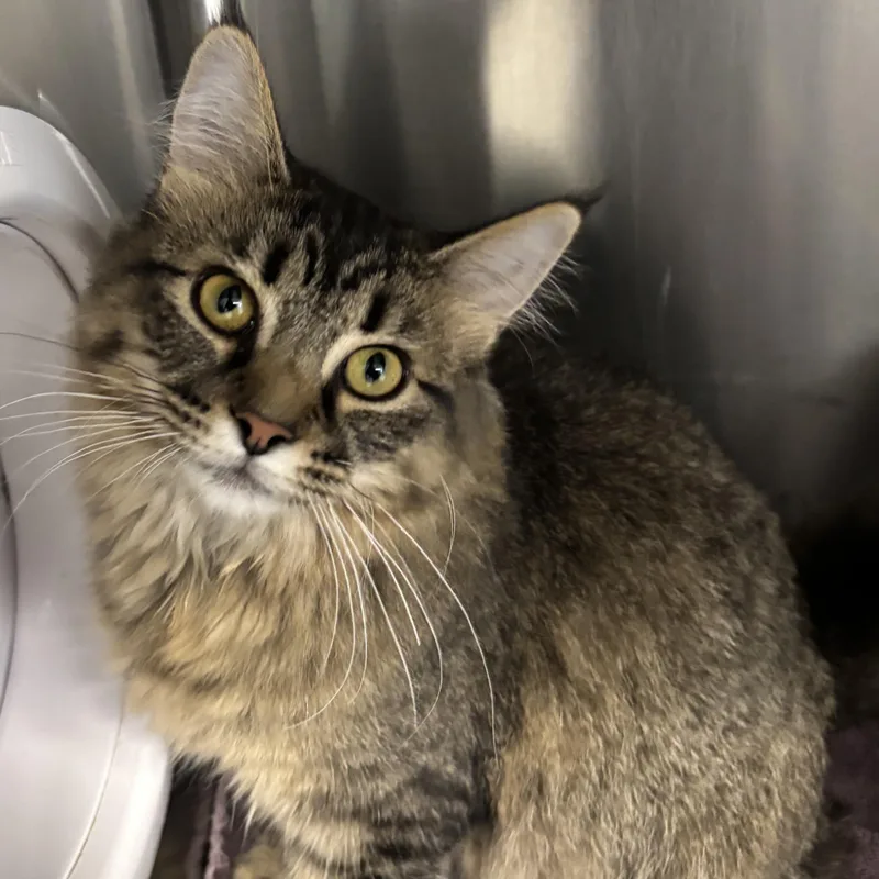 A young medium-sized female Domestic Long Hair cat named Veruca for adoption in Mount Pleasant, MI