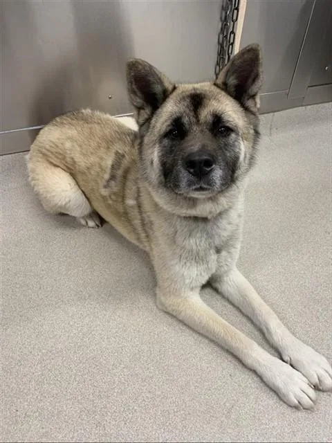 An adult large-sized female Akita dog named Echo for adoption in Fairbanks, AK
