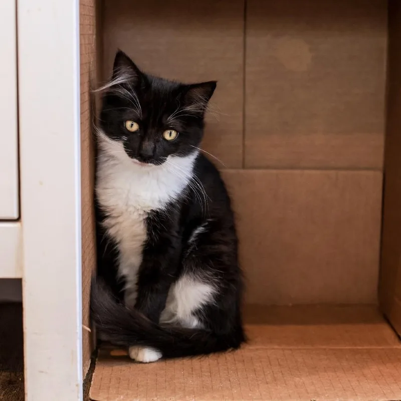 A young small-sized female Black Domestic Short Hair cat named Adele for adoption in Los Angeles, CA