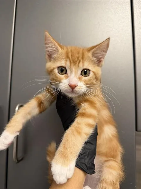 A baby small-sized male Domestic Short Hair cat named Rickon for adoption in Ontario, CA