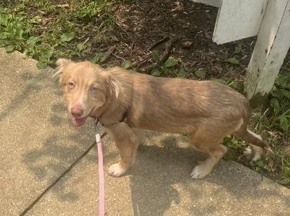 A baby small-sized female White / Cream Australian Shepherd dog named Almond for adoption in Annapolis, MD