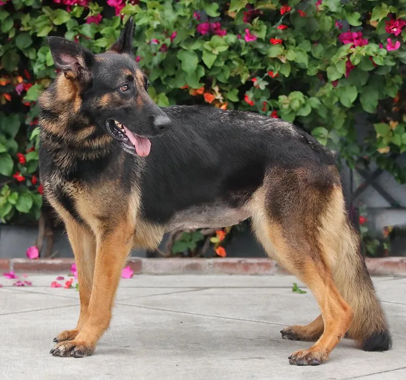 A young large-sized female Black German Shepherd Dog dog named Jillian Von Kaarst for adoption in Los Angeles, CA