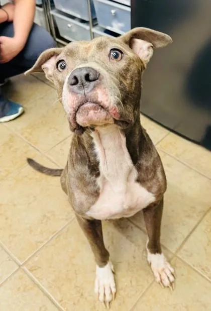 An adult medium-sized female Mixed Breed dog named Damira for adoption in Covington, LA