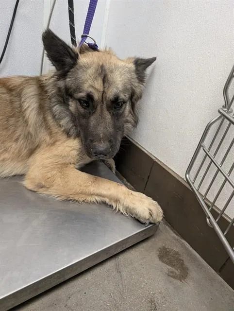 A young large-sized male Anatolian Shepherd dog named Pancake for adoption in Tucson, AZ