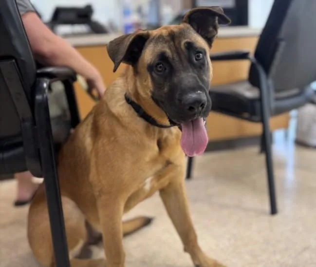 A young large-sized male Belgian Shepherd / Malinois dog named Mr. Milo G for adoption in San Pedro, CA