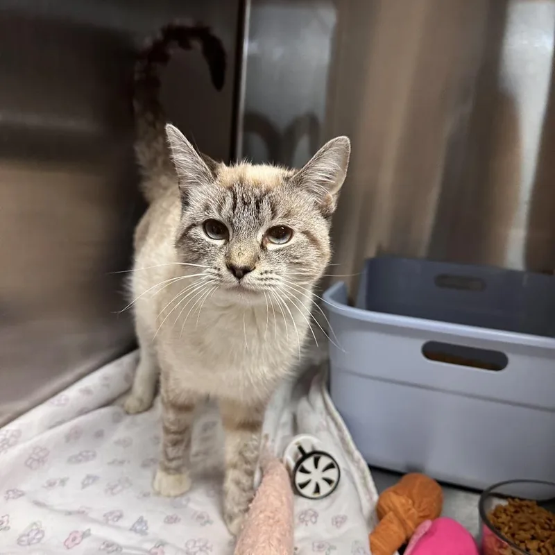A young small-sized female Siamese cat named Giselle for adoption in Greensburg, PA