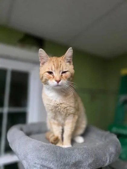 An adult medium-sized male Domestic Short Hair cat named Carlisle Cullen for adoption in Berwick, PA
