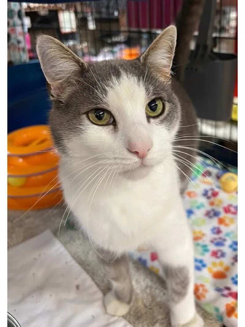 A young medium-sized male Gray & White Domestic Short Hair cat named Owen for adoption in Blasdell, NY