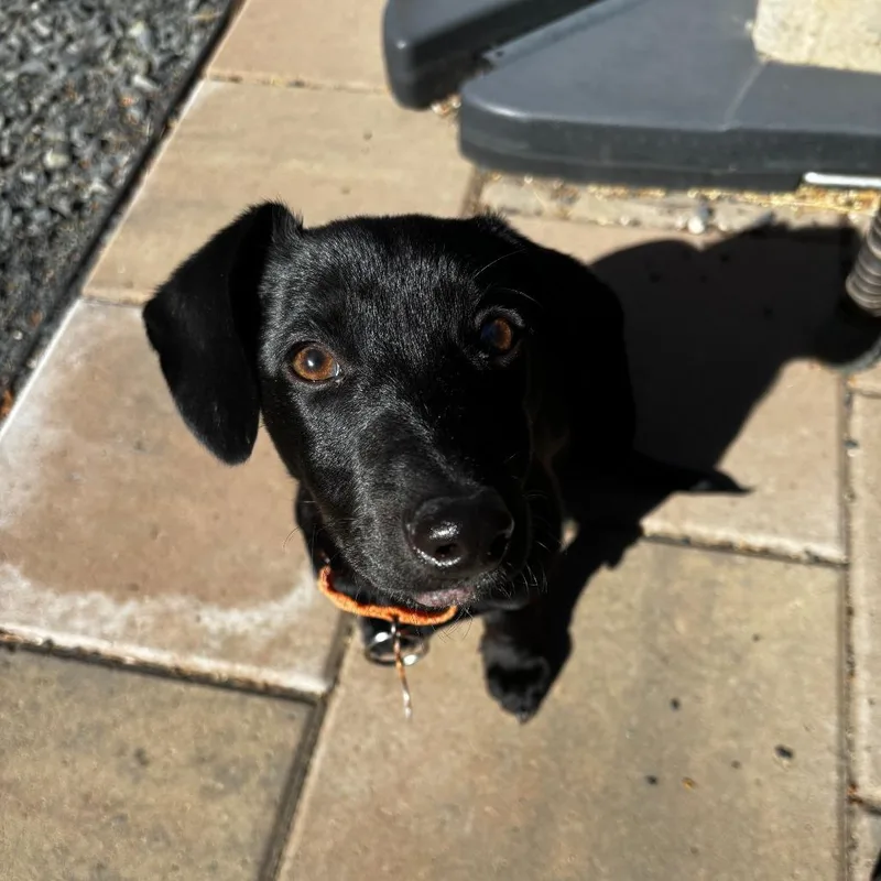A baby small-sized female Black Dachshund dog named Linda for adoption in Bend, OR