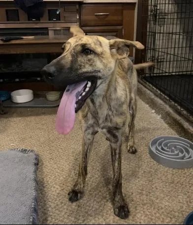 A baby medium-sized male Brindle Belgian Shepherd / Malinois dog named Dingo for adoption in Liverpool, TX