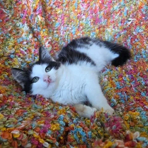 A baby small-sized male Domestic Long Hair cat named Clover for adoption in Woodstock, GA