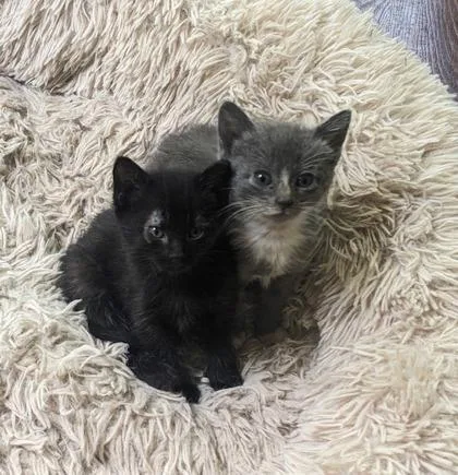 A baby small-sized female Domestic Short Hair cat named Briar for adoption in Lawrenceville, GA