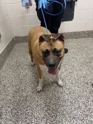 An adult large-sized female Pit Bull Terrier dog named Nova for adoption in Westland, MI