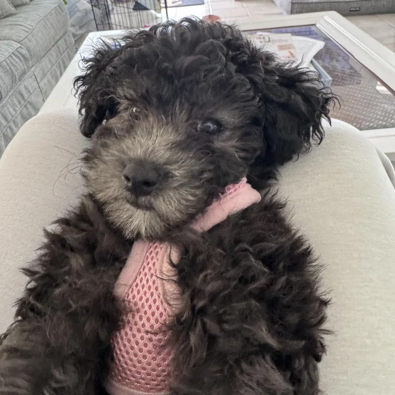 A baby small-sized male Black Miniature Poodle dog named Archie for adoption in Sinking Spring, PA