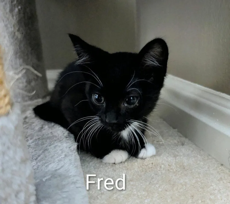 A baby small-sized male Black Domestic Short Hair cat named Fred for adoption in Saint George, UT