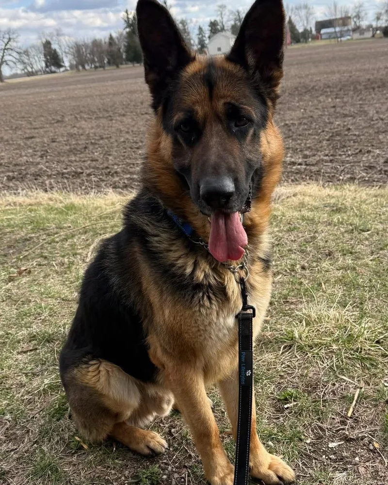 A young large-sized male Yellow / Tan / Blond / Fawn German Shepherd Dog dog named Marshal for adoption in New Rochelle, NY