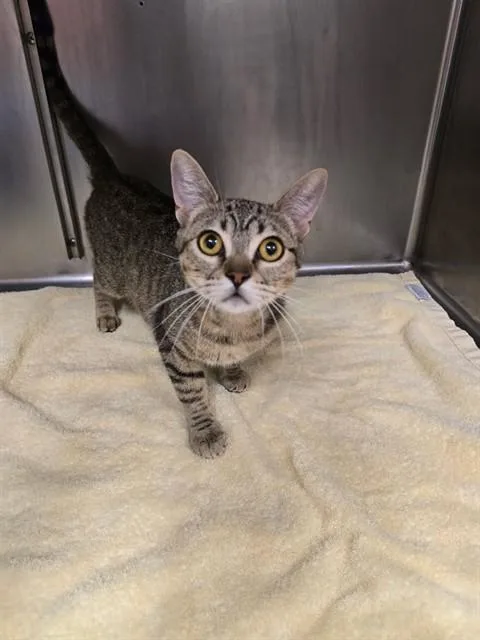 A young small-sized female Domestic Short Hair cat named Unknown for adoption in Rancho Cucamonga, CA