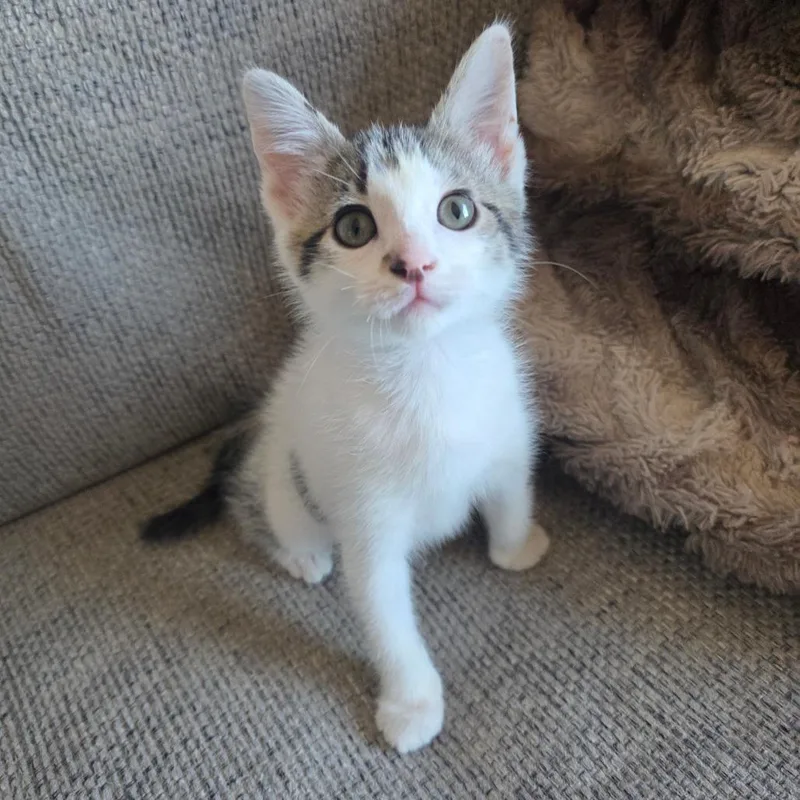A baby small-sized male White Domestic Short Hair cat named Peanut for adoption in Meridian, ID