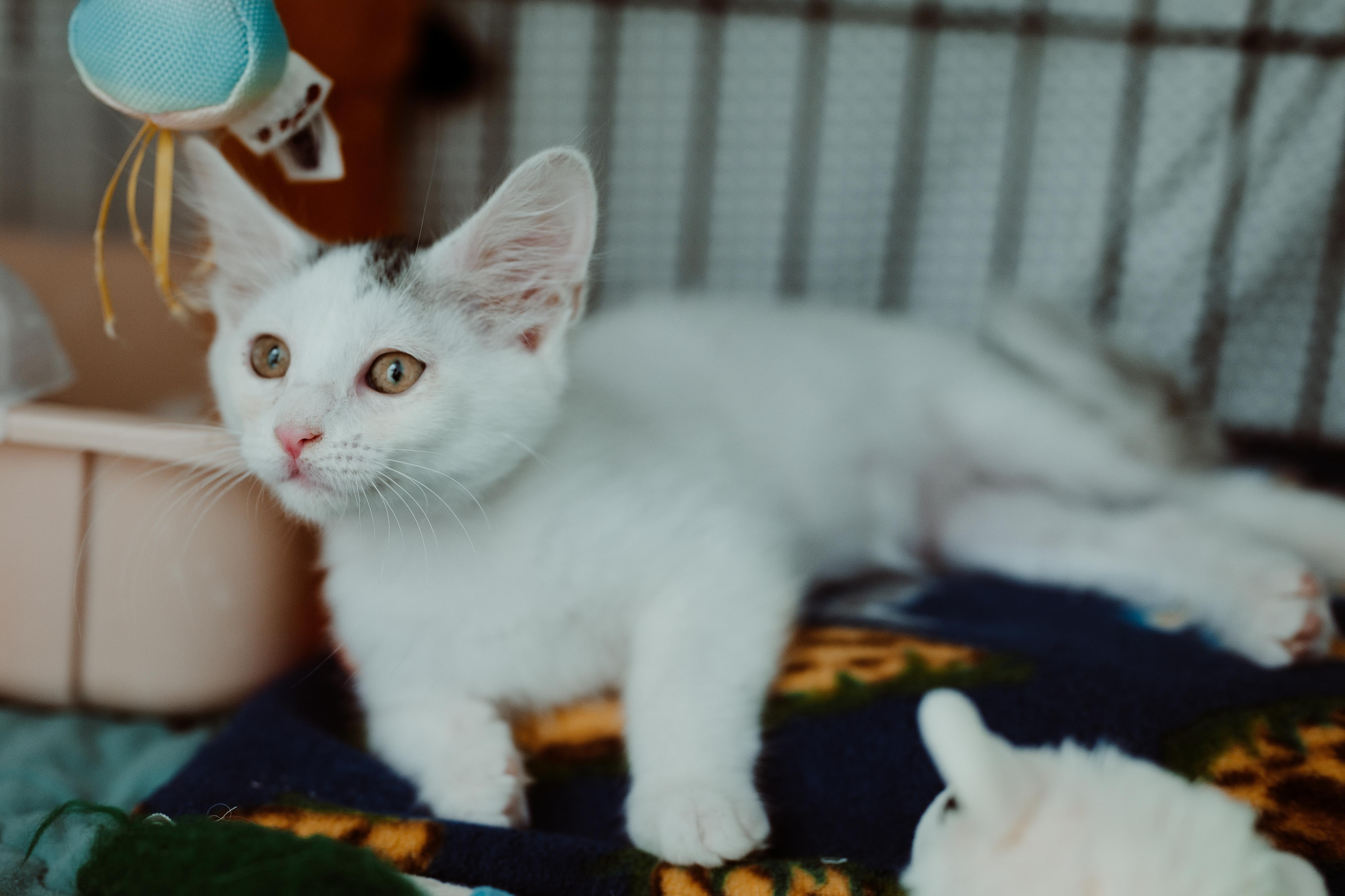 A baby medium-sized female White Domestic Short Hair cat named Marta for adoption in Le Mars, IA