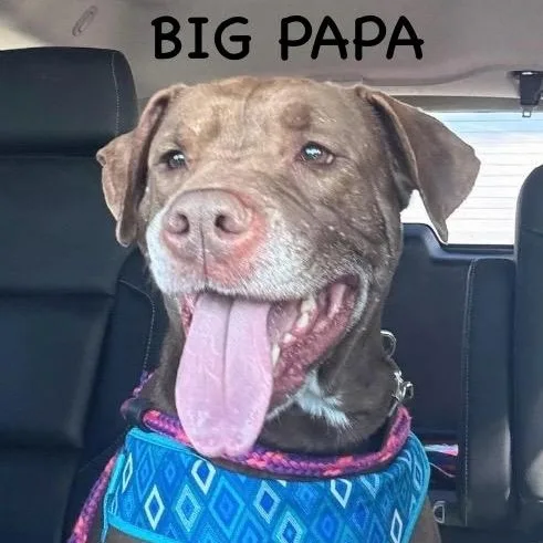 Big Papa
