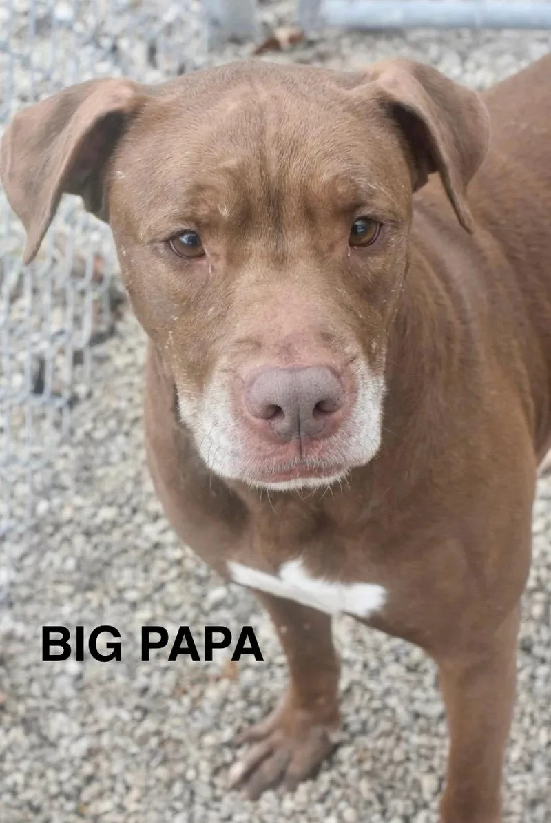 Big Papa thumbnail 4