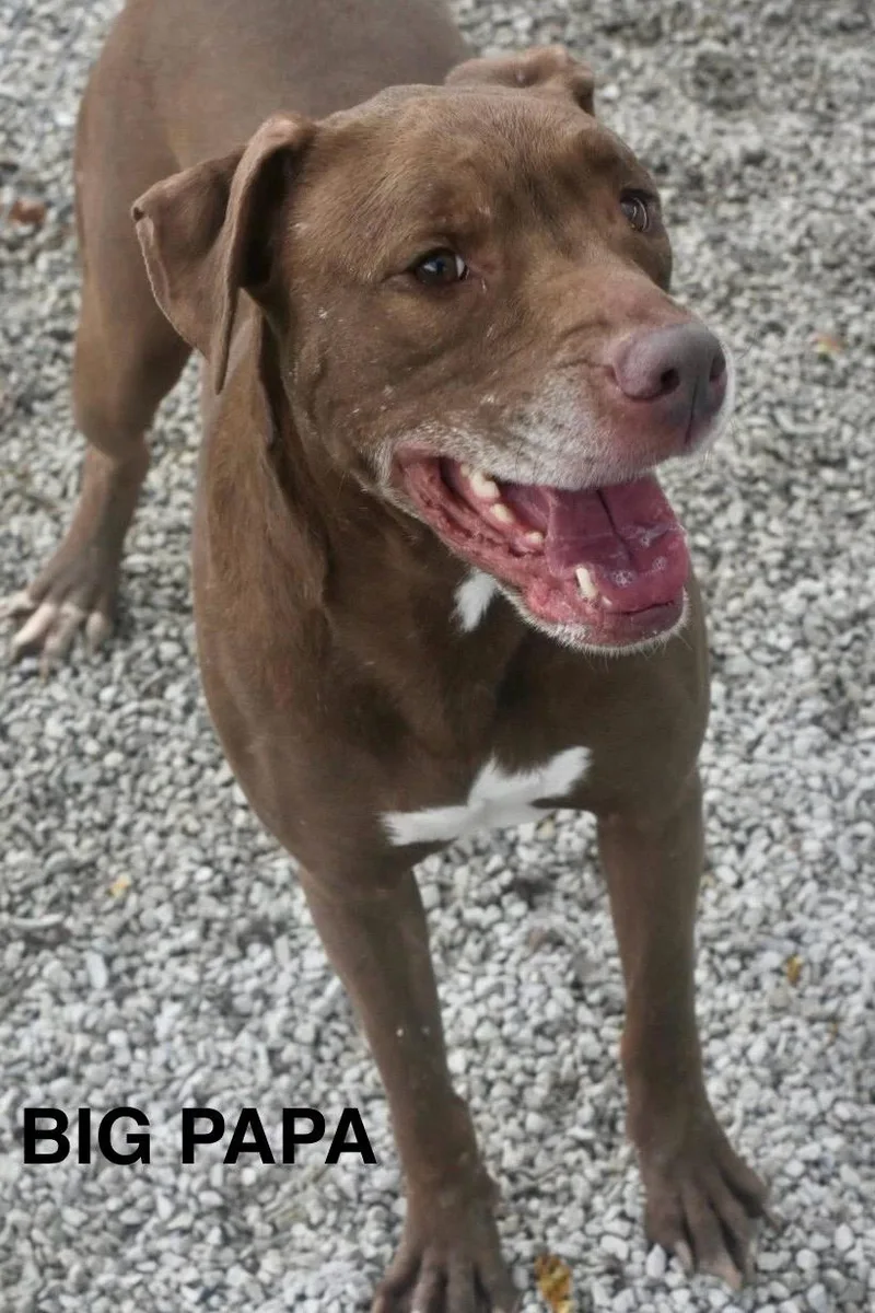 Big Papa thumbnail 5