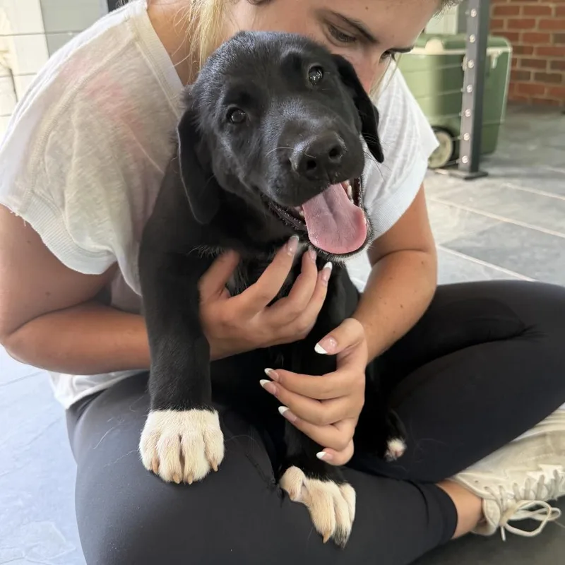 A baby large-sized male Great Pyrenees dog named Bryan for adoption in Cumming, GA